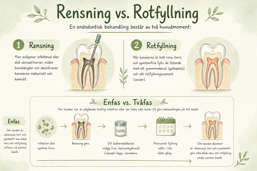 Illustration som förklarar skillnaden mellan rensning och rotfyllning samt hur en endodontisk behandling kan utföras i en eller två faser.