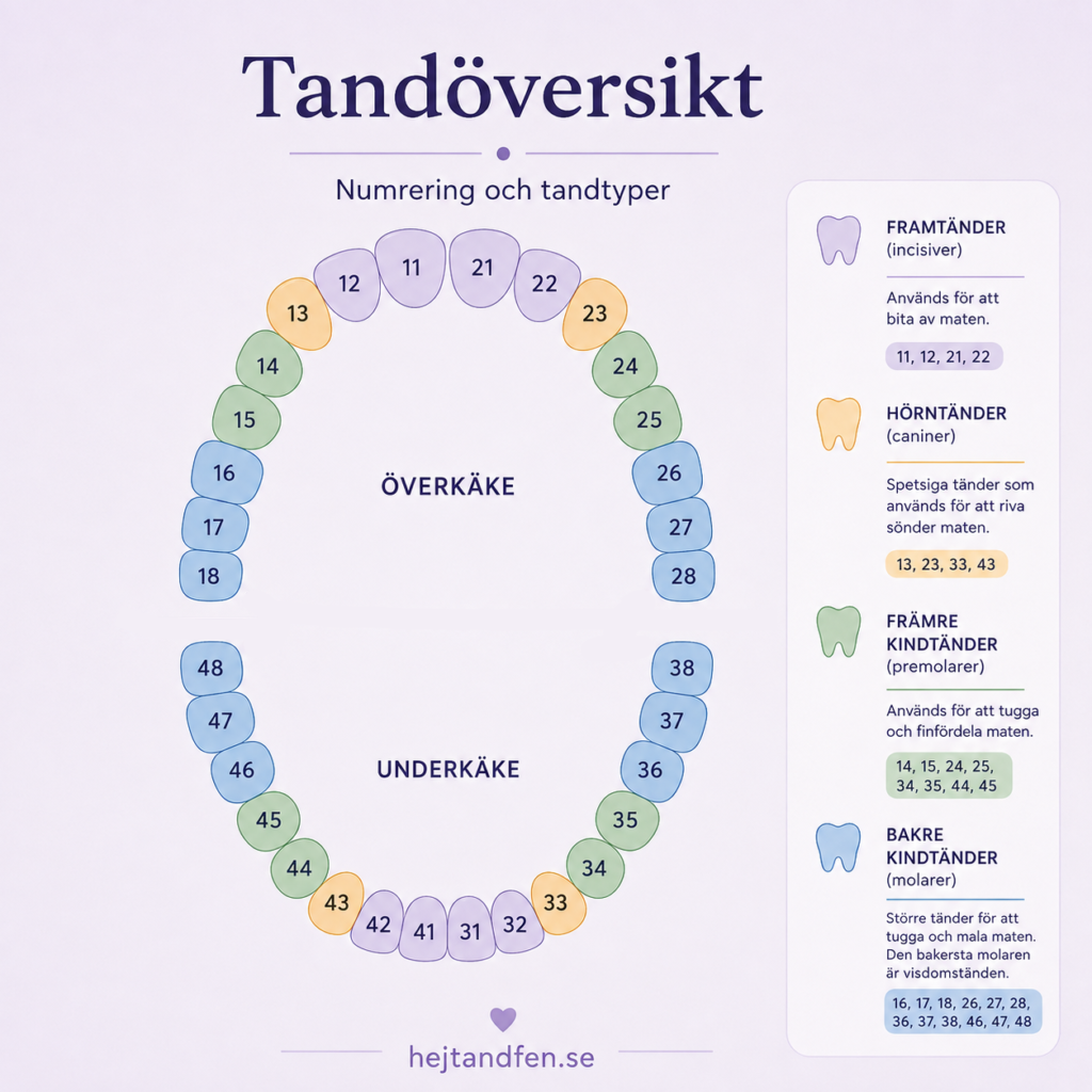Tandanatomi med tandnummer och tandtyper i det permanenta bettet