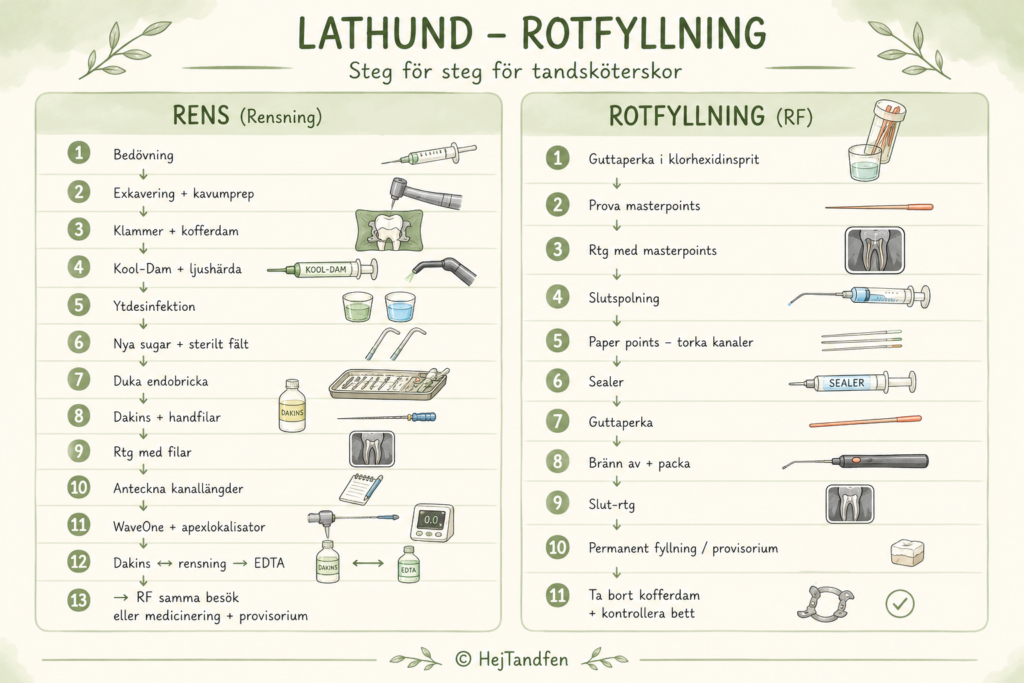 Lathund för rotfyllning steg för steg för tandsköterskor med rensning, instrument, material och rotfyllning