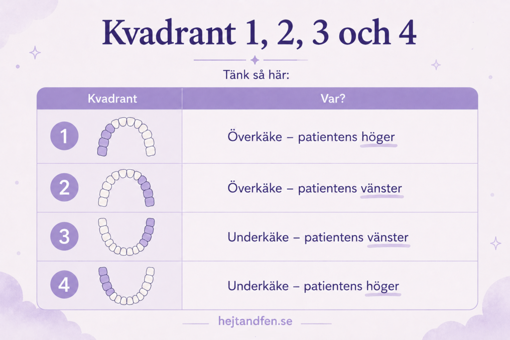 Tandanatomi med kvadrant 1, 2, 3 och 4 i det permanenta bettet