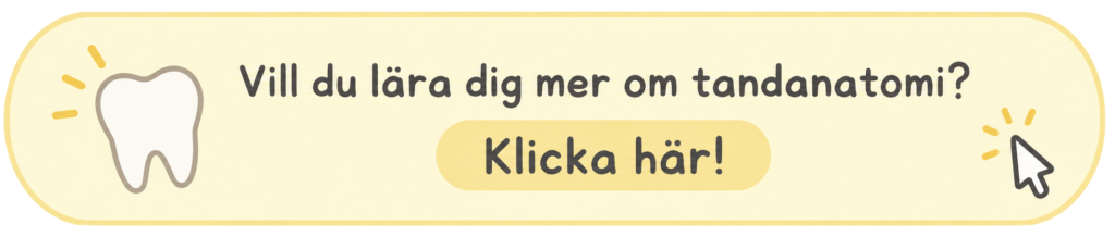 Kompositfyllning - lär dig mer om tandanatomi